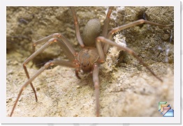 Brown Recluse Spider * Loxosceles spp. * (16 Slides)